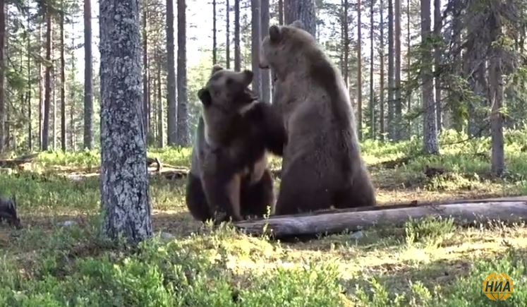 На севере Карелии видео-ловушка засняла драку двух медведей в лесу